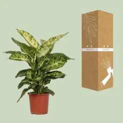 Dieffenbachia Mars (Dumb Cane) ↑ 50 Cm -UrbanJngl Terrarium Plants unnamed cb930a90 c57e 40ac 9d49 d9634a83c63f