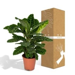 Calathea Zebrina (Peacock Plant) ↑ 80 Cm -UrbanJngl Terrarium Plants unnamed ceb69a13 d360 4b22 8751 a7710d36def8