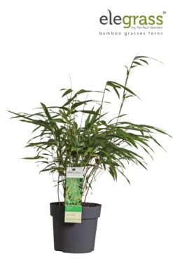 Fargesia Rufa (Bamboo Plant) ↑ 40cm -UrbanJngl Terrarium Plants unnamed d4e41b60 1265 4b09 ad12 fdc10ba52dd4