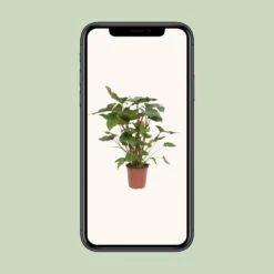 Homalomena Rubescens Maggy (Heartleaf Philodendron) ↑ 90 Cm -UrbanJngl Terrarium Plants unnamed d997bec0 0e65 45ad 8bc1 2359e6fa5f15