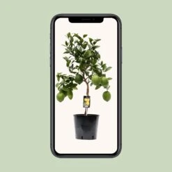 Citrus Lemon (Lemon Tree) ↑ 80 Cm 7 Citrus Lemon (Lemon Tree) ↑ 80 Cm -UrbanJngl Terrarium Plants unnamed dd855434 838b 43d8 bc88 a6adda1b321c