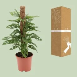 Monstera Monkey (Swiss Cheese Plant) ↑ 60 Cm -UrbanJngl Terrarium Plants unnamed e1d9ef1b 3fd8 4548 a0e7 6d6ab90b41b3