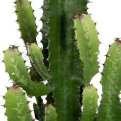 Euphorbia Acrurensis (Cowboy Cactus) ↑ 60 Cm 10 Euphorbia Acrurensis (Cowboy Cactus) ↑ 60 Cm -UrbanJngl Terrarium Plants unnamed e2feeb44 e7e8 4621 86db c14ce8fc05e1