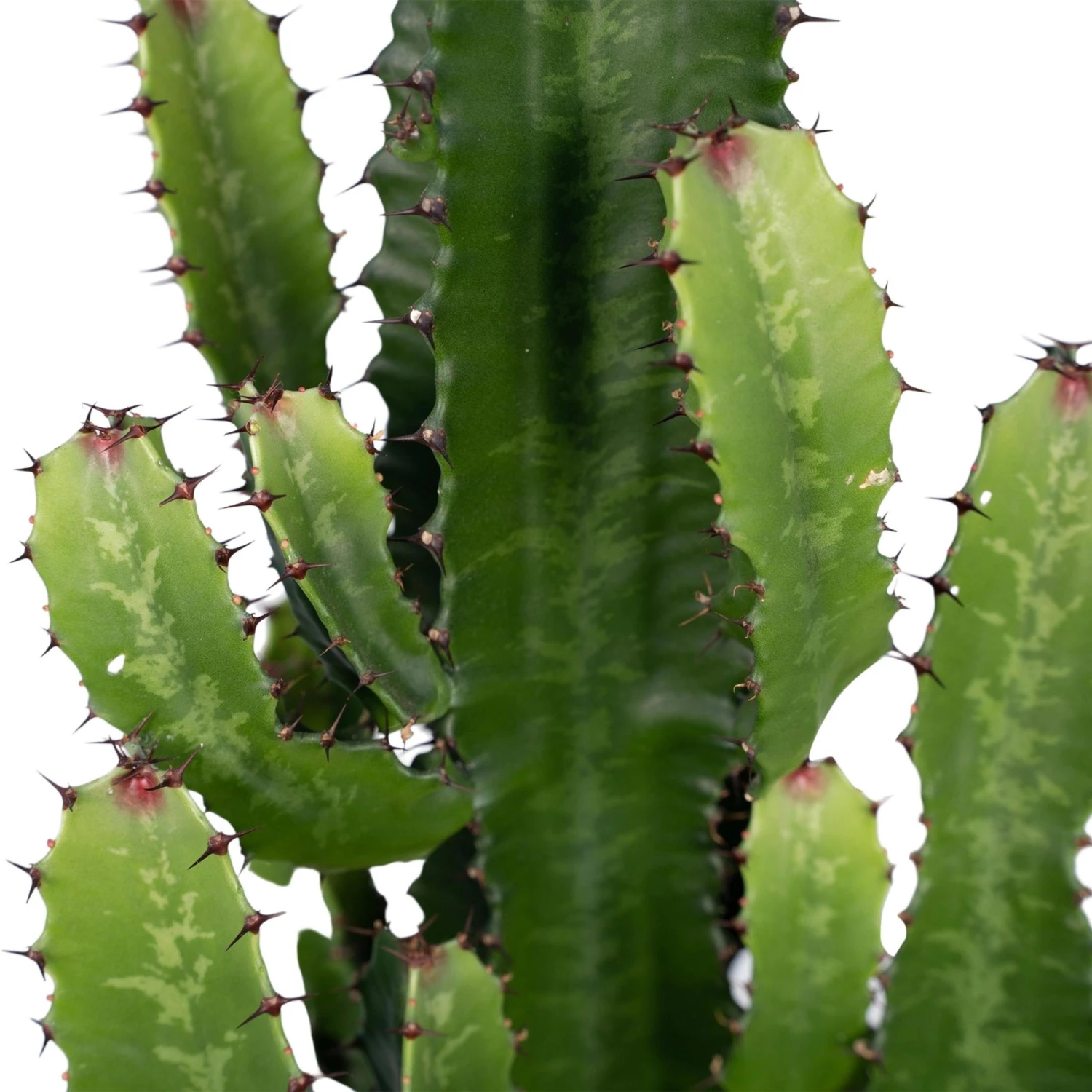 Euphorbia Acrurensis (Cowboy Cactus) ↑ 60 Cm 3 Euphorbia Acrurensis (Cowboy Cactus) ↑ 60 Cm - Image 3