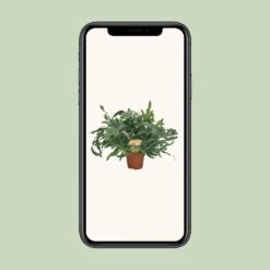 Phlebodium Blue Star (Blue Fern) ↑ 60 Cm -UrbanJngl Terrarium Plants unnamed e64259f7 161e 4bfe 864e 94f5c1217dcc