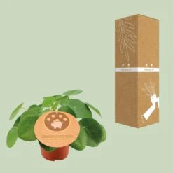 Pilea Peperomioides - Ø12cm - ↑ 20cm -UrbanJngl Terrarium Plants unnamed eaa07278 402b 448a 973e 033843903f55