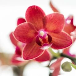 Red Phalaenopsis Orchid - Congo + Diabolo Travertine - Pot Size Ø9cm - ↑ 35 Cm -UrbanJngl Terrarium Plants unnamed eaa822ef 38d1 4593 a87c d1a8fd8219ab