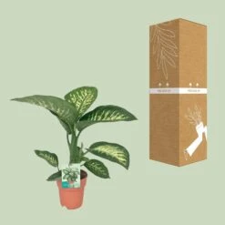 Dieffenbachia Seguine Tropic Snow (Dumb Cane) ↑ 70 Cm -UrbanJngl Terrarium Plants unnamed ecb2d4f2 d768 42de 9f92 97d6252649e6