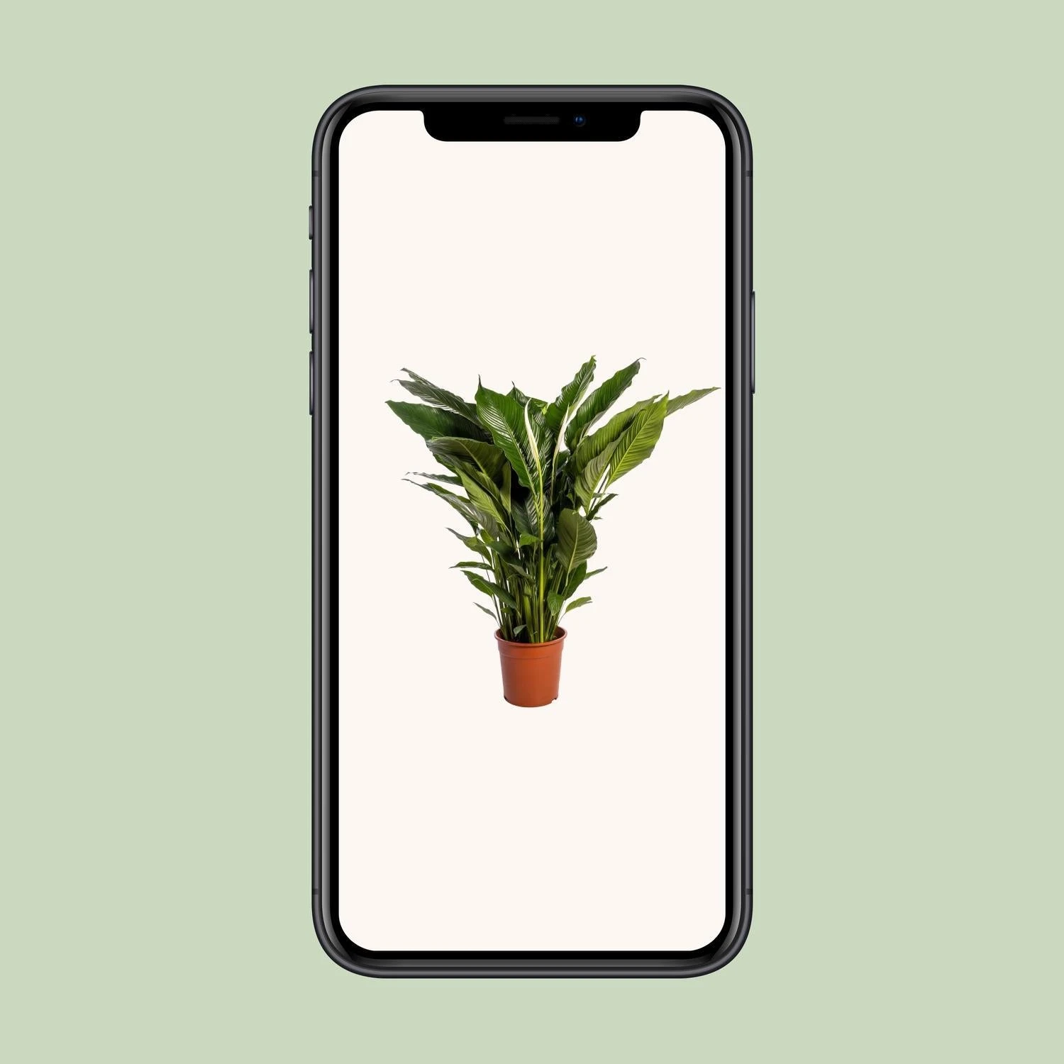 Spathiphyllum Sweet Sebastiano (White Peace Lily) ↑ 110 Cm 4 Spathiphyllum Sweet Sebastiano (White Peace Lily) ↑ 110 Cm - Image 4