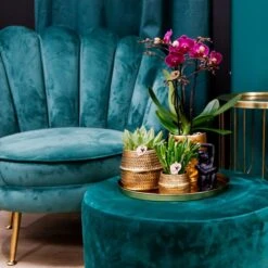 Chic Hotel Plant Set | Pairs Of Phalaenopsis Orchids And Succulents - Ceramic Pots Included -UrbanJngl Terrarium Plants unnamed ede8ee90 9095 4680 a12f d127fe53cdaf