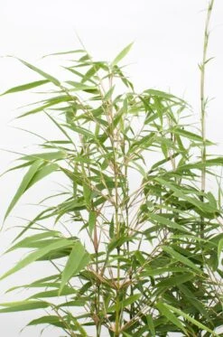 Fargesia Rufa (Bamboo Plant) ↑ 40cm -UrbanJngl Terrarium Plants unnamed efe734aa c35e 4bf1 98b5 fe0ed4fd4b27
