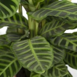 Calathea Zebrina (Peacock Plant) ↑ 80 Cm -UrbanJngl Terrarium Plants unnamed f1ebbc7f 952b 480f aad0 295b97c1fcc6
