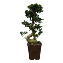 Ficus Microcarpa Ginseng (Bonsai) ↑ 70 Cm Ø27cm