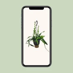 Epiphyllum Anguliger (Fishbone Cactus) ↑ 35 Cm -UrbanJngl Terrarium Plants unnamed f50238fc 5955 4afb a091 80e63a0d53e1