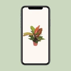 Philodendron Prince Of Orange (Heartleaf Philodendron) ↑ 45 Cm -UrbanJngl Terrarium Plants unnamed fa00233c 3aa0 4772 98b9 3afd3916604e