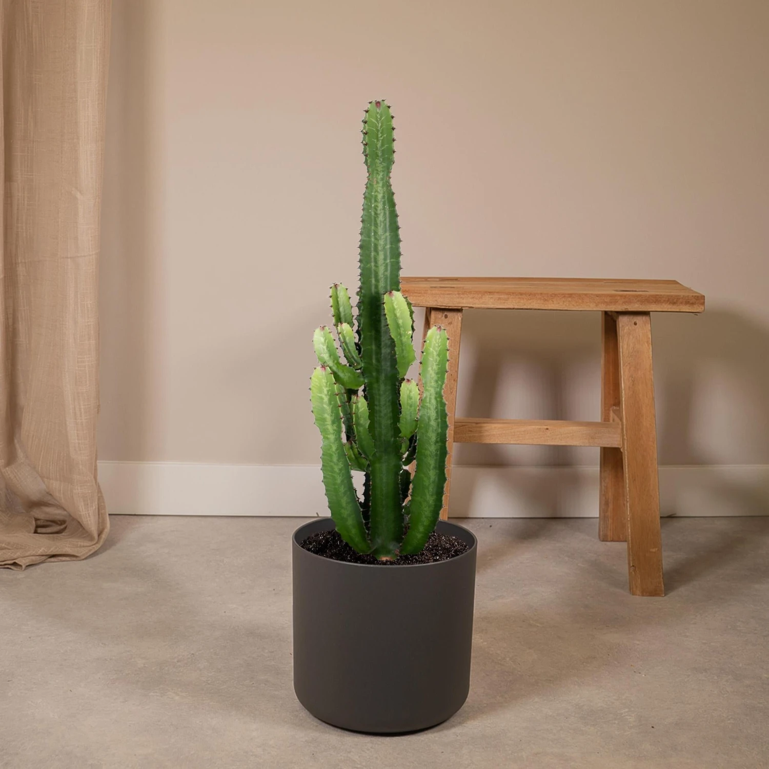 Euphorbia Acrurensis (Cowboy Cactus) ↑ 60 Cm 2 Euphorbia Acrurensis (Cowboy Cactus) ↑ 60 Cm - Image 2