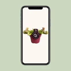 Peperomia Santorini (Trailing Peperomia) ↑ 13 Cm -UrbanJngl Terrarium Plants unnamed feab57b2 75bd 4ea9 b9d4 005f1d595e45